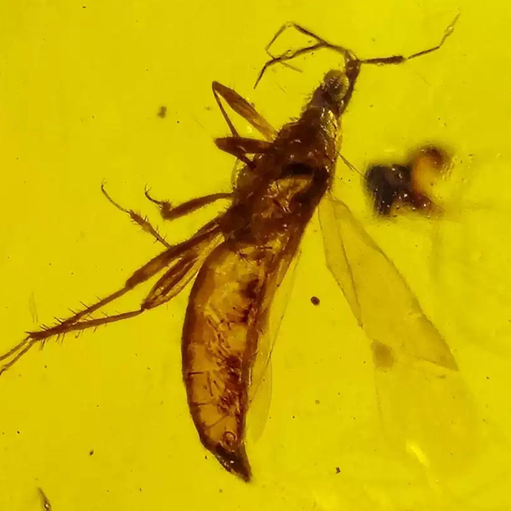 Three Fossil  Anthocoridaes Insect Preserved in Burmese Amber