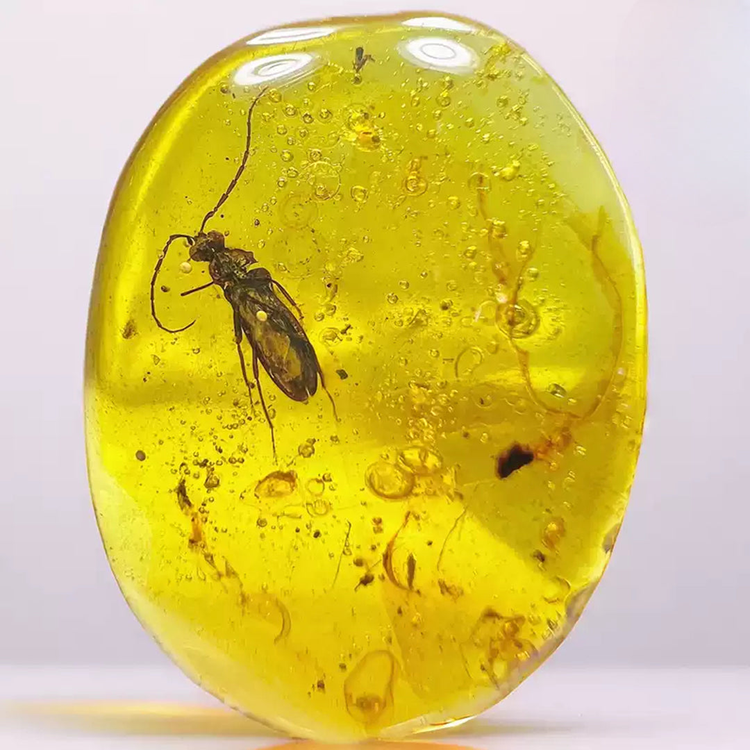 Fossil  Cerambycidae Insect Fossil Trapped in Burmese Amber