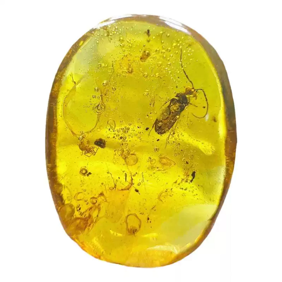 Fossil  Cerambycidae Insect Fossil Trapped in Burmese Amber