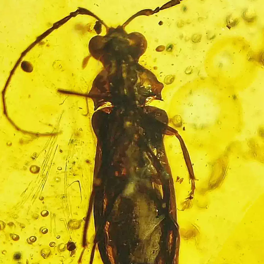 Fossil  Cerambycidae Insect Fossil Trapped in Burmese Amber