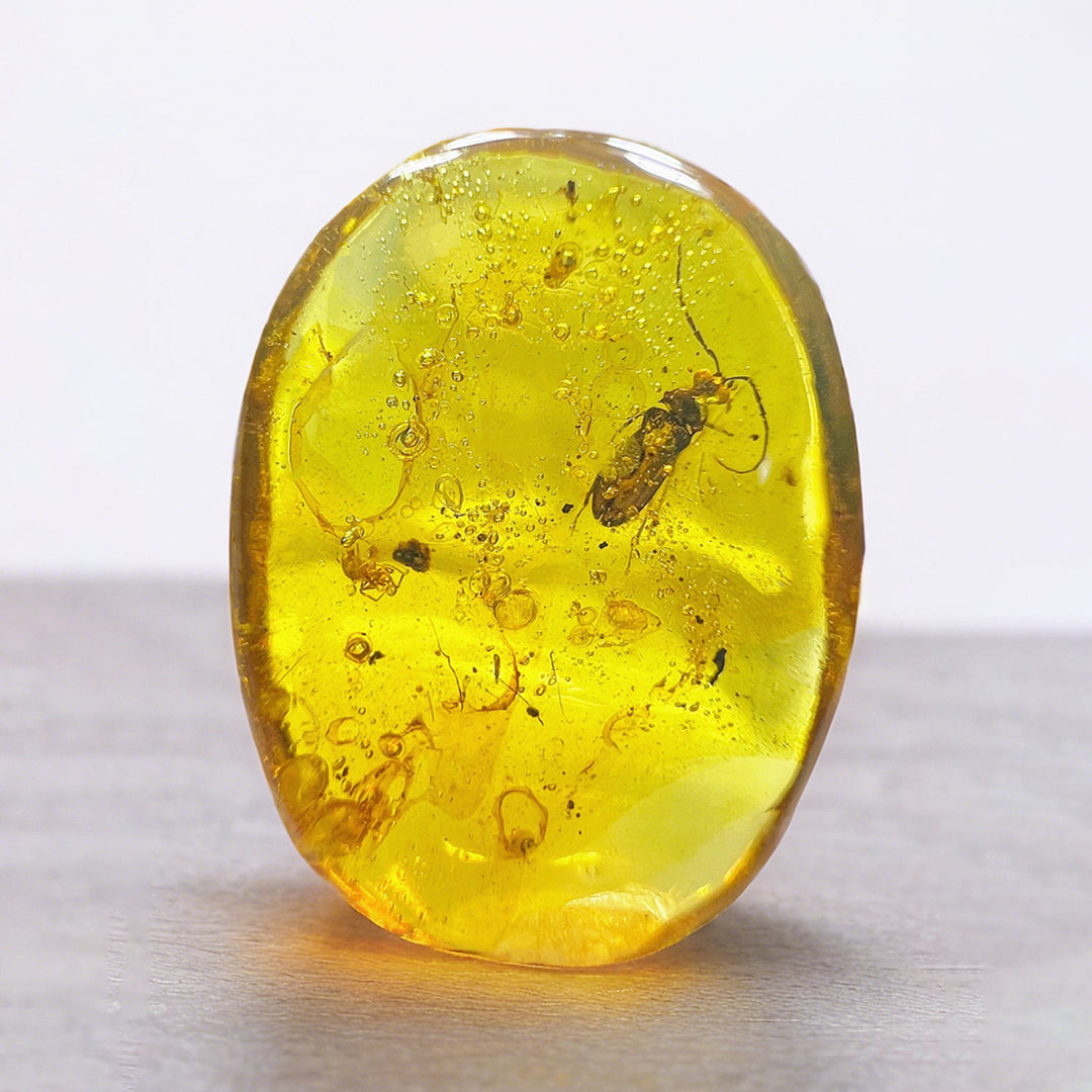 Fossil  Cerambycidae Insect Fossil Trapped in Burmese Amber