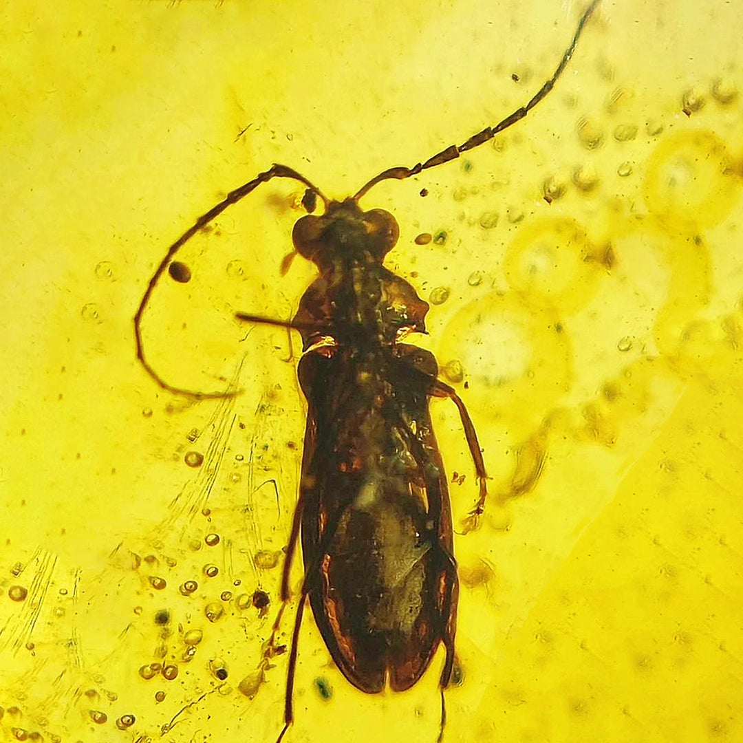 Fossil Cerambycidae Insect Fossil Trapped in Burmese Amber – Giftofearth