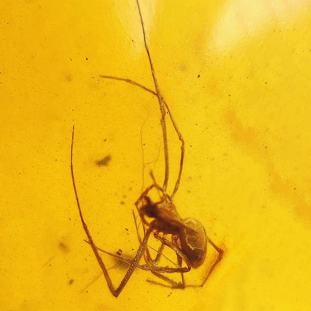 Clear Burmese Amber with Assassin Spider Trapped for Million Years