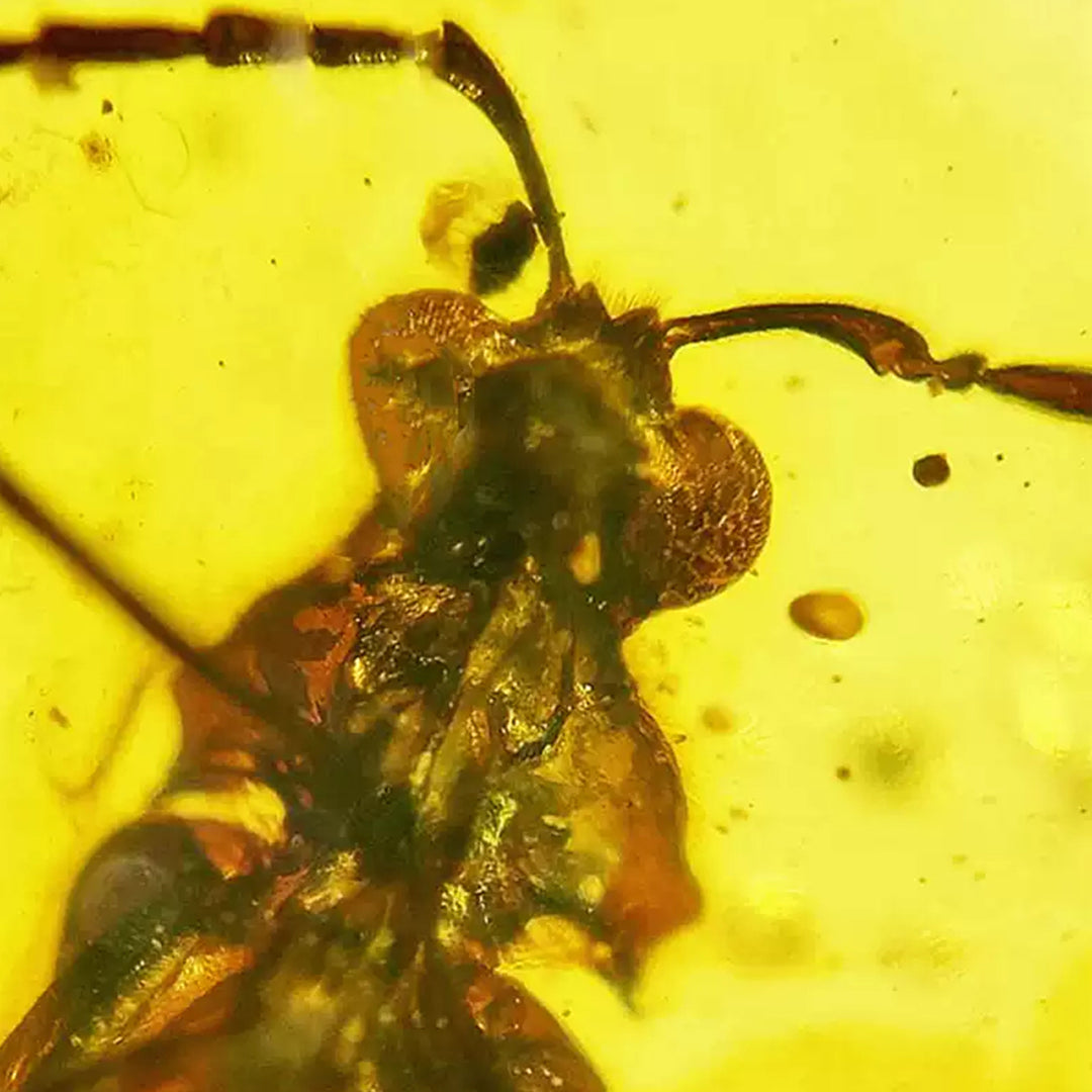 Fossil  Cerambycidae Insect Fossil Trapped in Burmese Amber