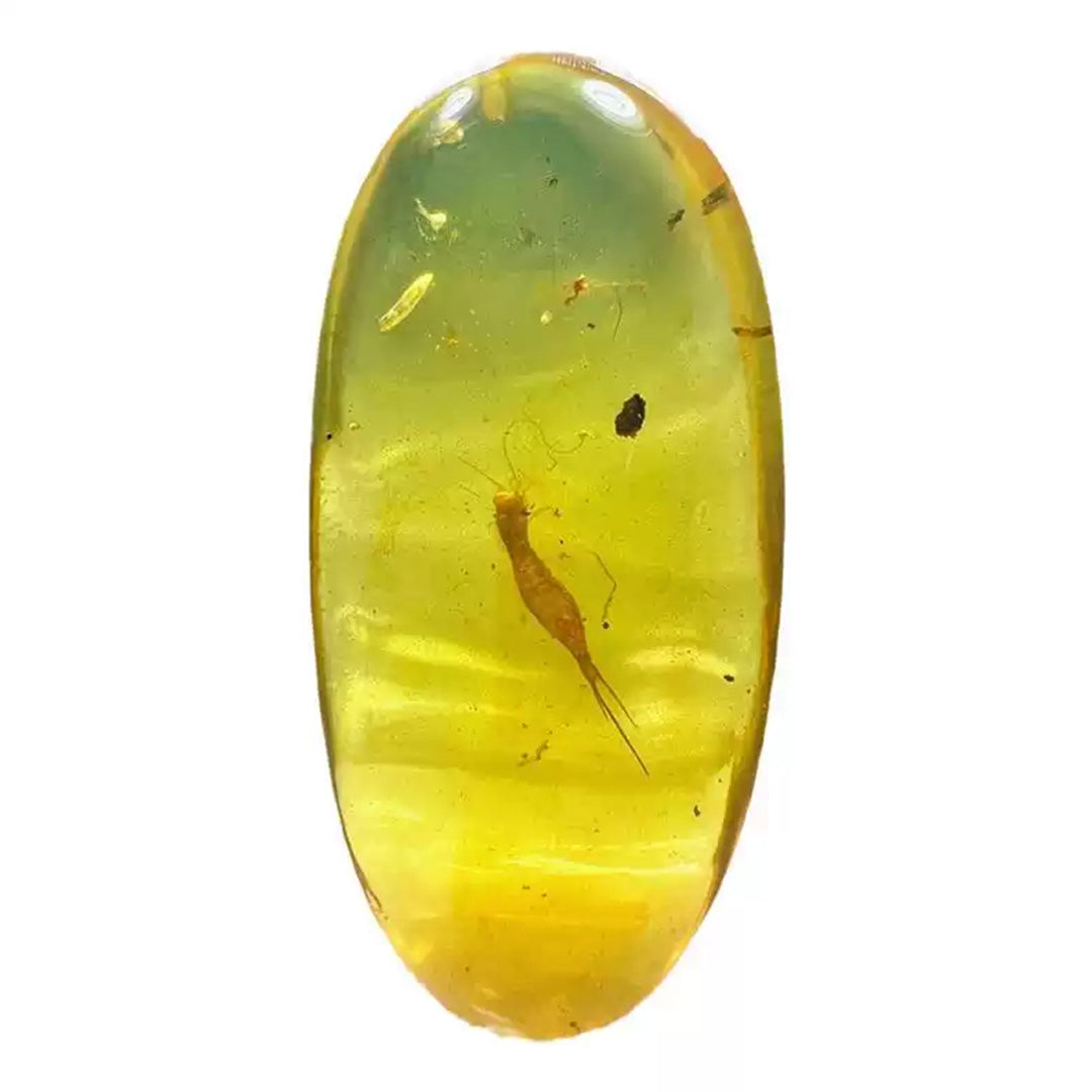 Unique Amber with Perfectly Preserved Archaeognatha Insect