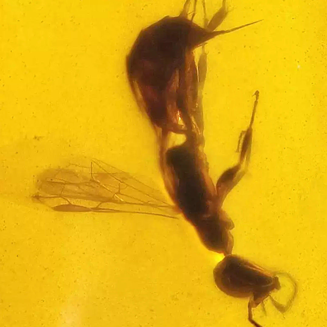 Clear Amber with Perfect Preserved Bee from Billion-Year-Old Era