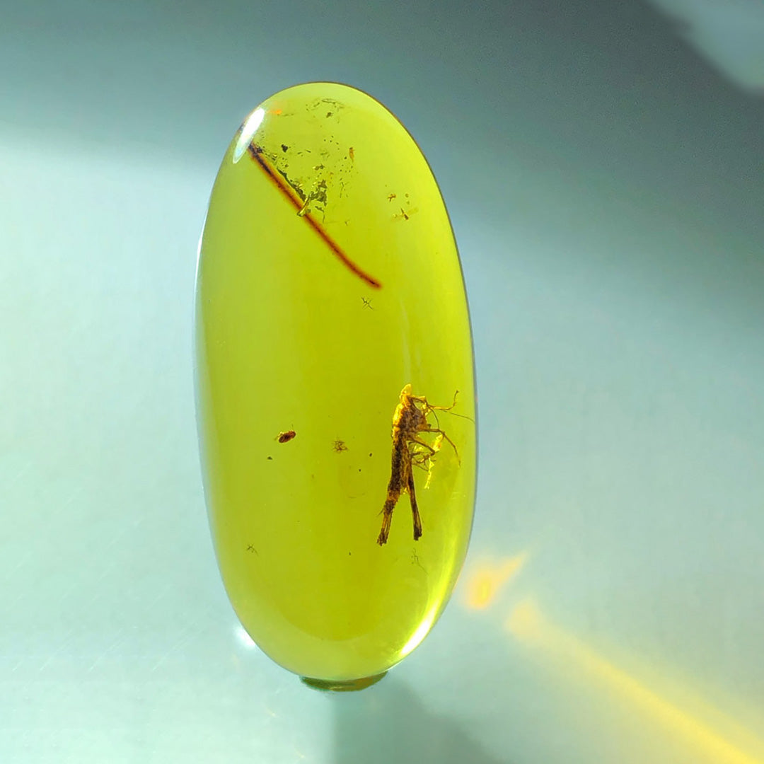 Rare and Unique Natural Amber with Fossil  Locust Inclusion