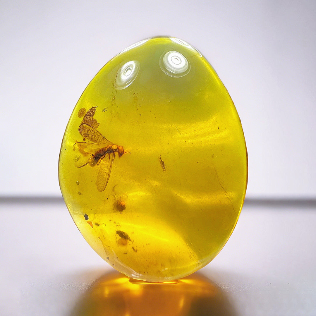 Leaf Fossil & Anthocoridae Insect Inclusion in Burmese Amber
