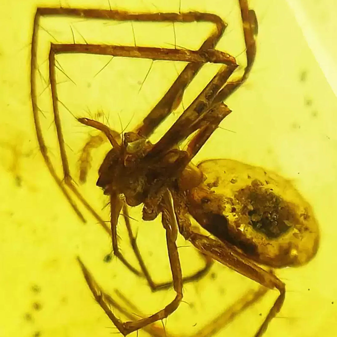 Amber with Rare Fossil Spider Inclusion From Burmese