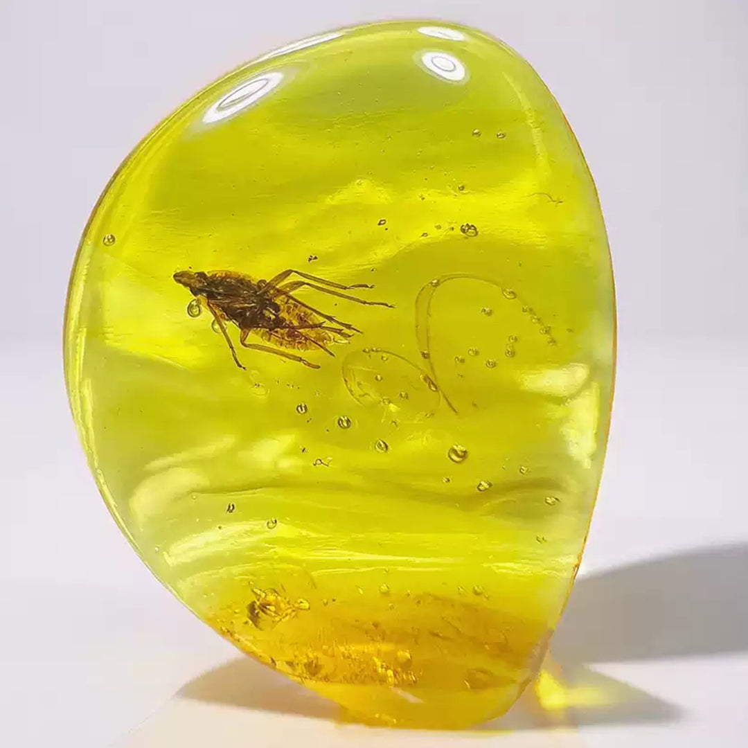 Super Clear Amber with Dictyopharidae Insect Fossil