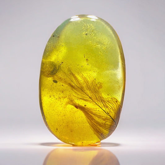 Natural Amber with Jurassic Fossil  Feather Inclusion