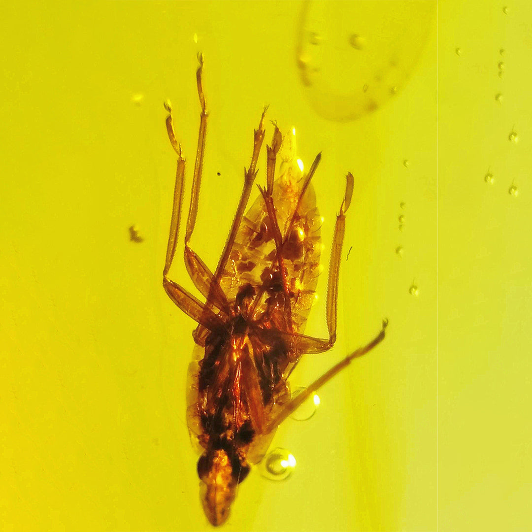 Super Clear Amber with Dictyopharidae Insect Fossil