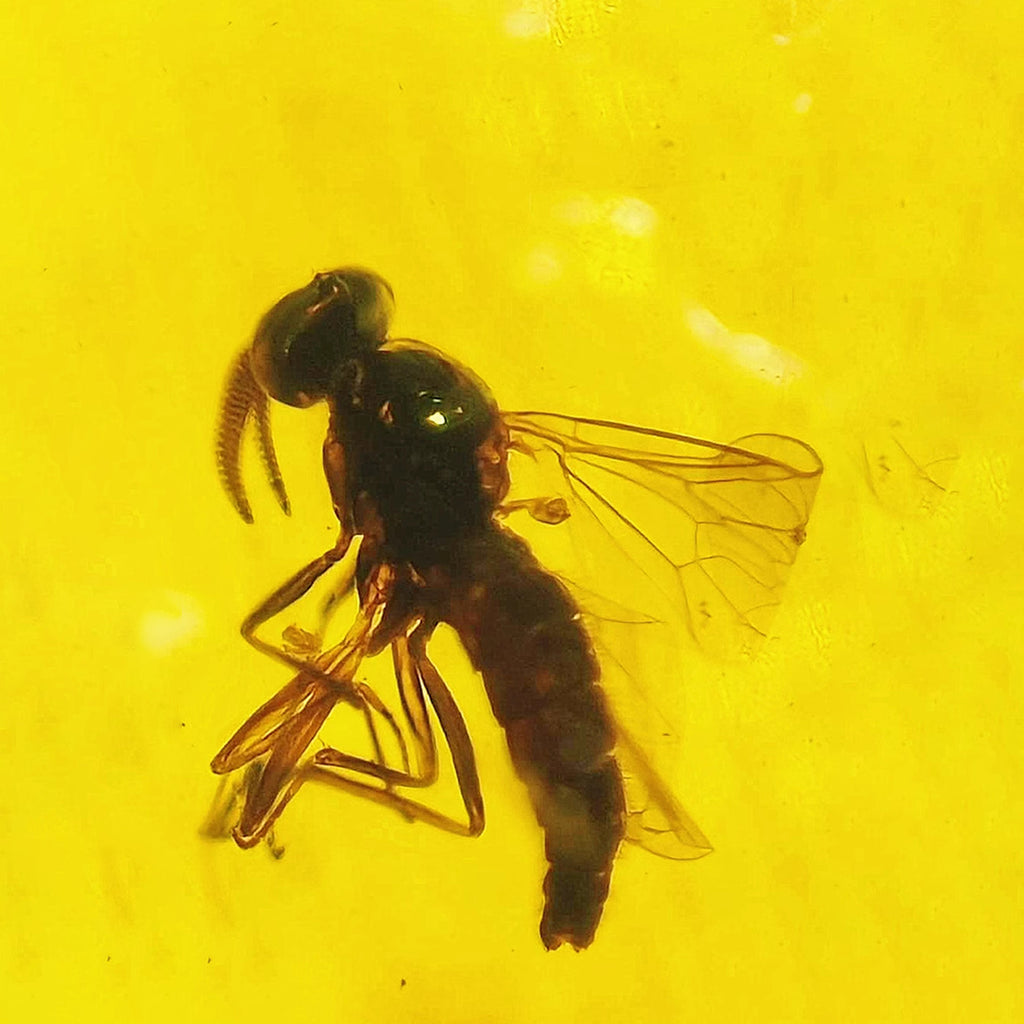 Perfectly Preserved Bee Fossil Inclusion in Burmese Amber