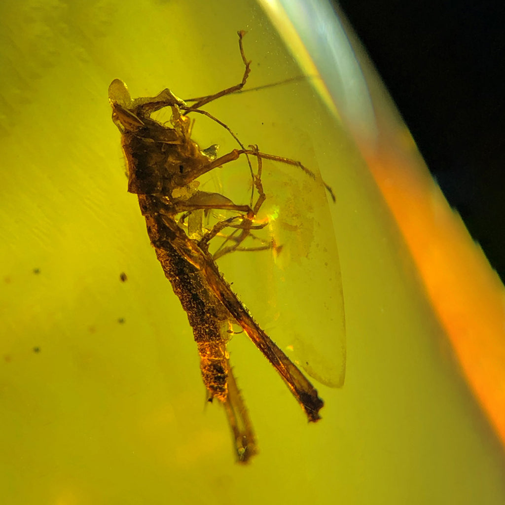 Rare and Unique Natural Amber with Fossil  Locust Inclusion