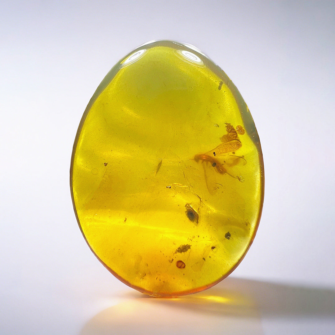 Leaf Fossil & Anthocoridae Insect Inclusion in Burmese Amber