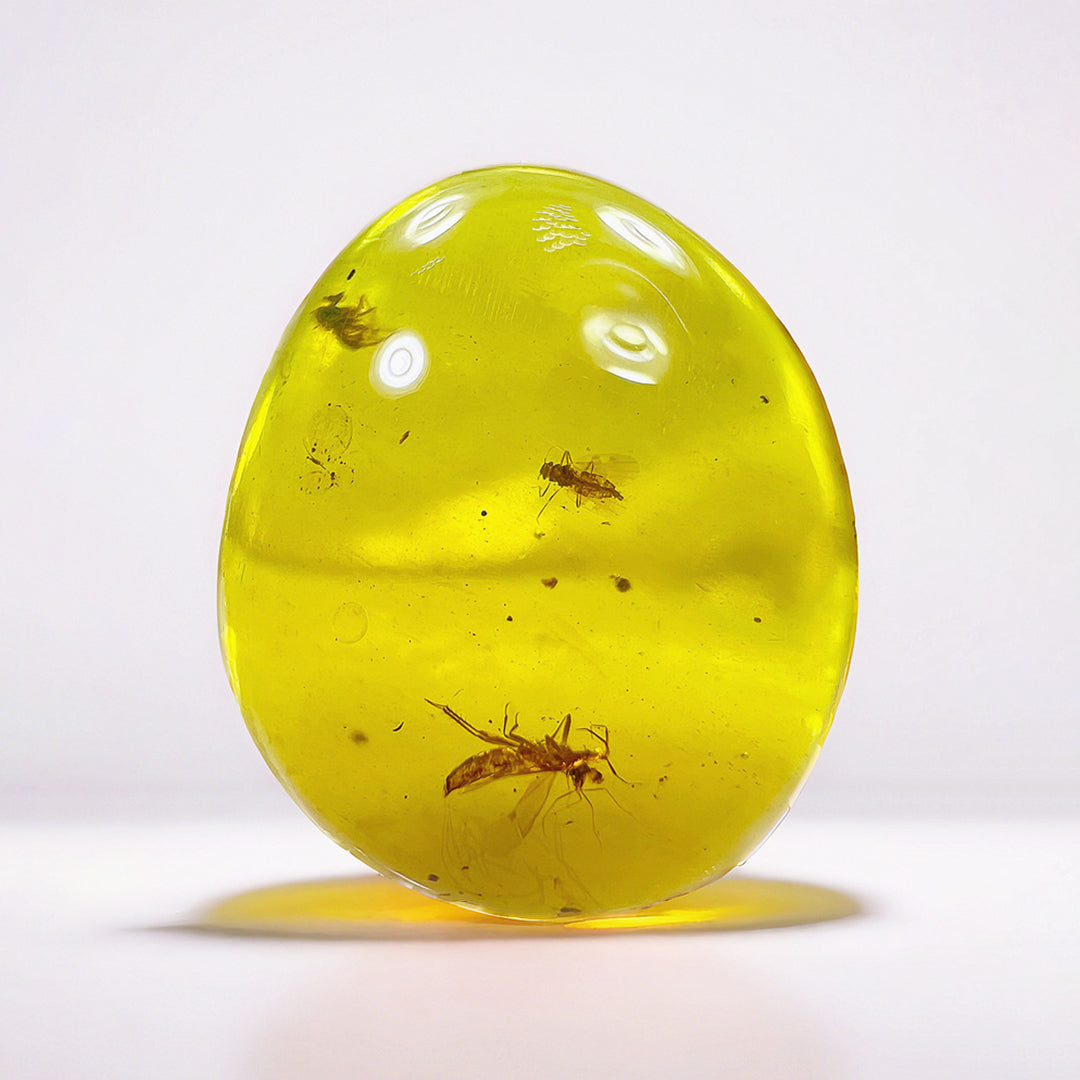 Three Fossil  Anthocoridaes Insect Preserved in Burmese Amber