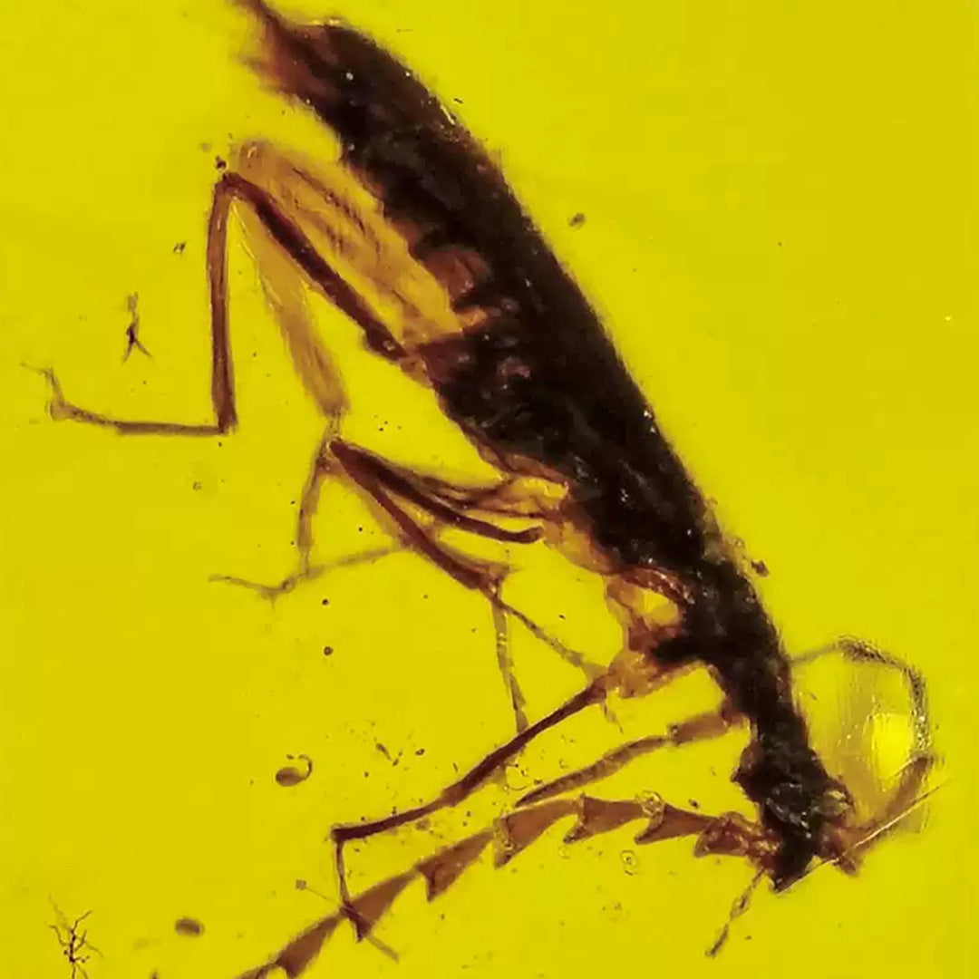 Cerambycidae Insect Inclusion in Raw Burmese Amber
