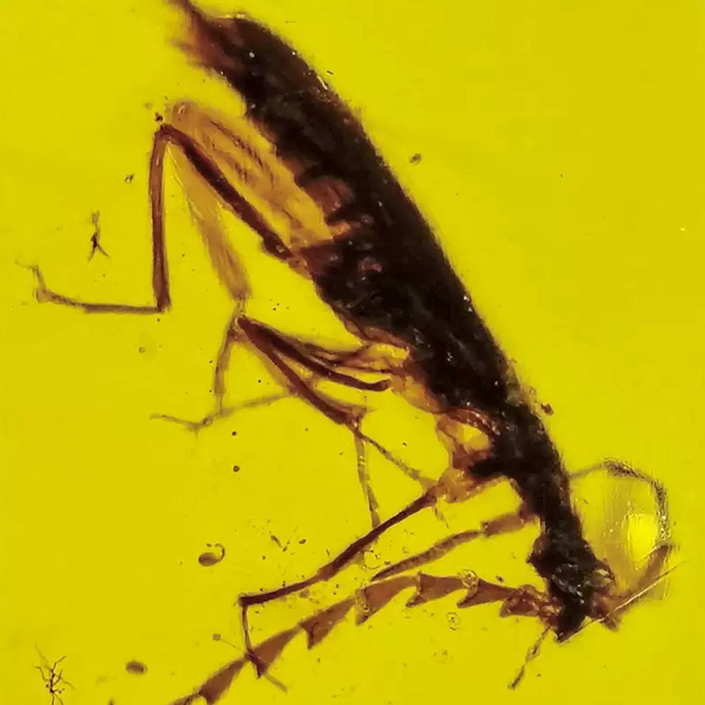Cerambycidae Insect Inclusion in Raw Burmese Amber