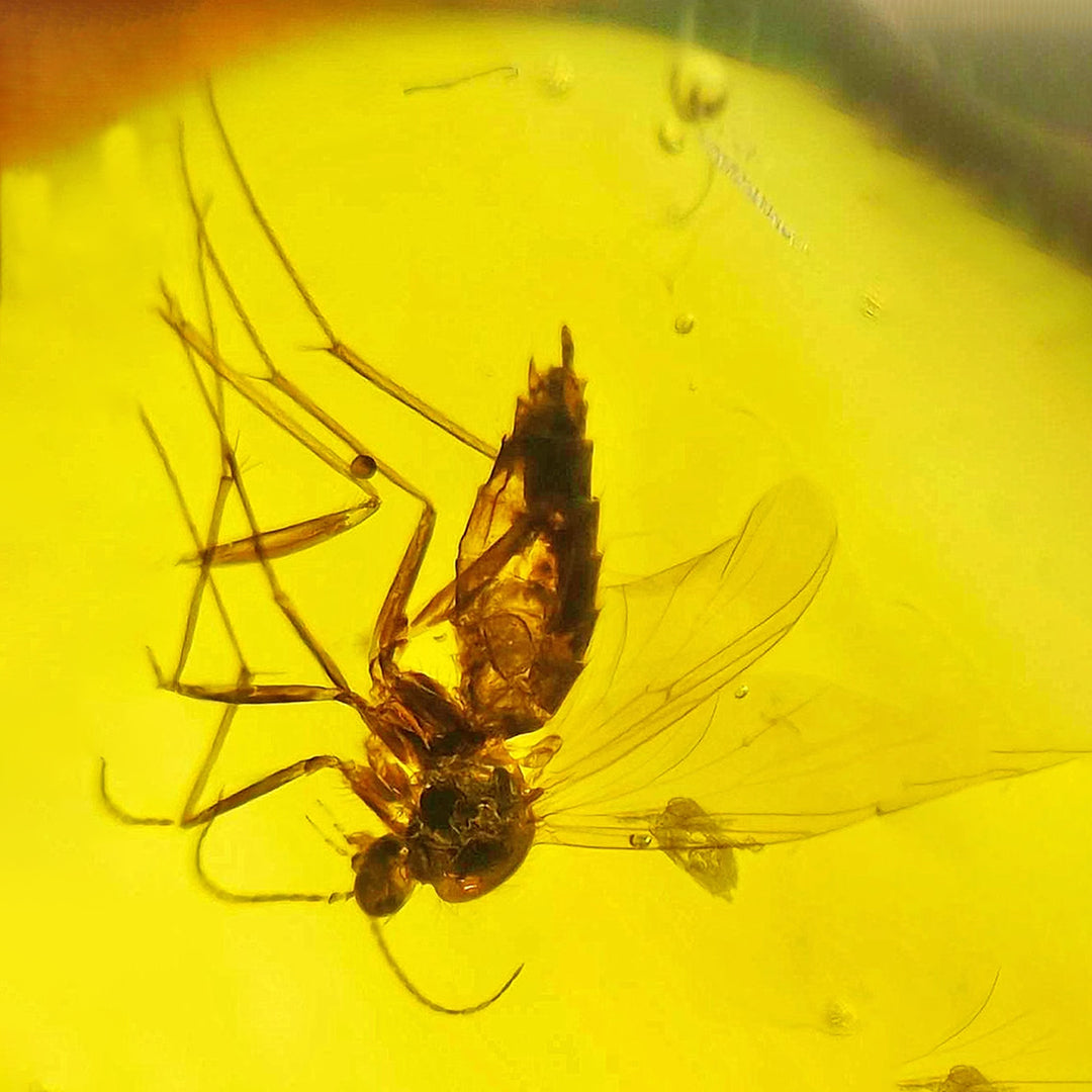 Pair of Mosquito Fossils in Raw Clear Amber