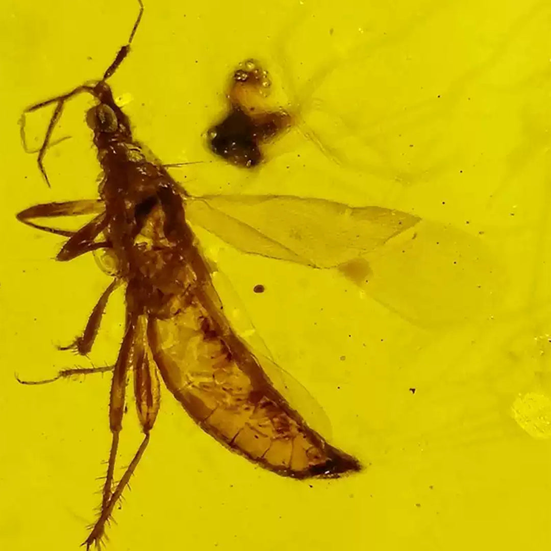 Three Fossil  Anthocoridaes Insect Preserved in Burmese Amber