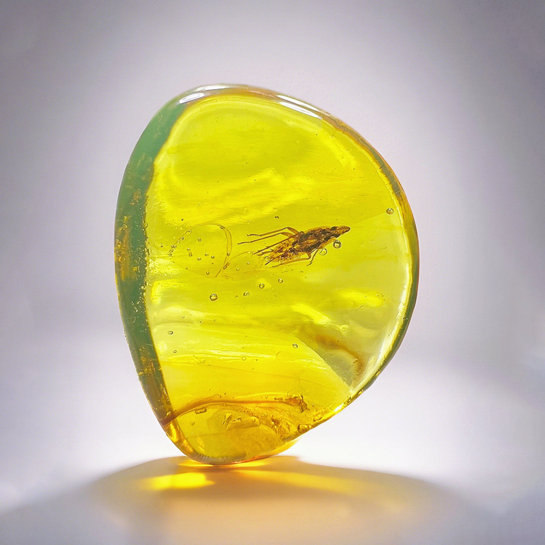 Super Clear Amber with Dictyopharidae Insect Fossil