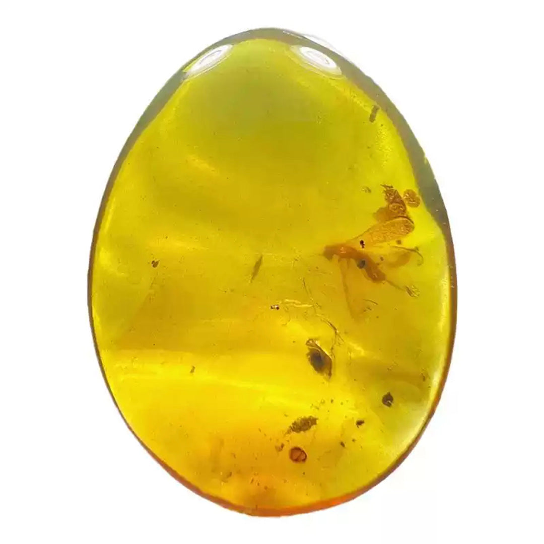 Leaf Fossil & Anthocoridae Insect Inclusion in Burmese Amber
